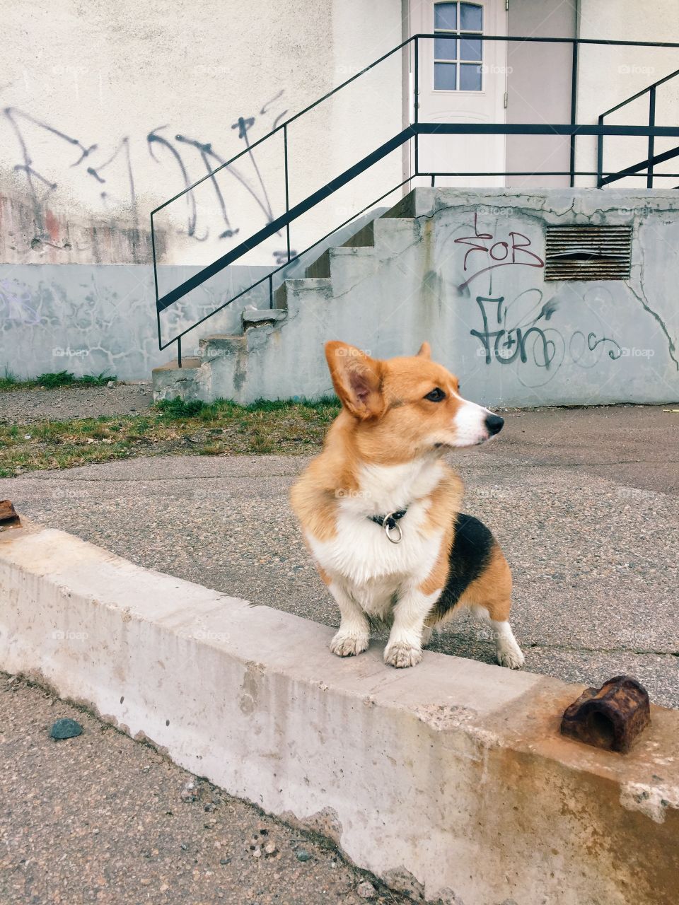 Urban portrait of a dog