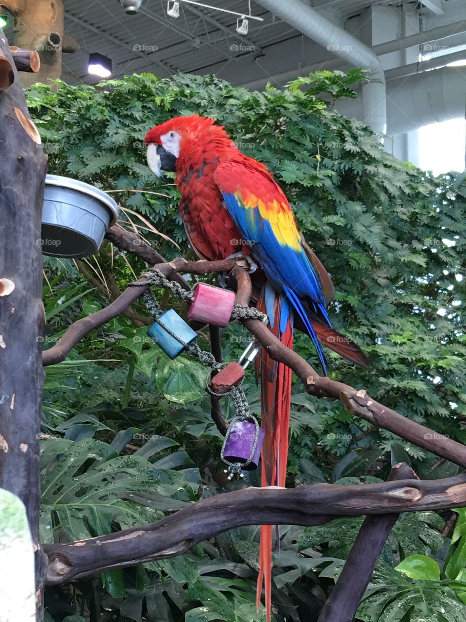 Parrot! Colors!!!