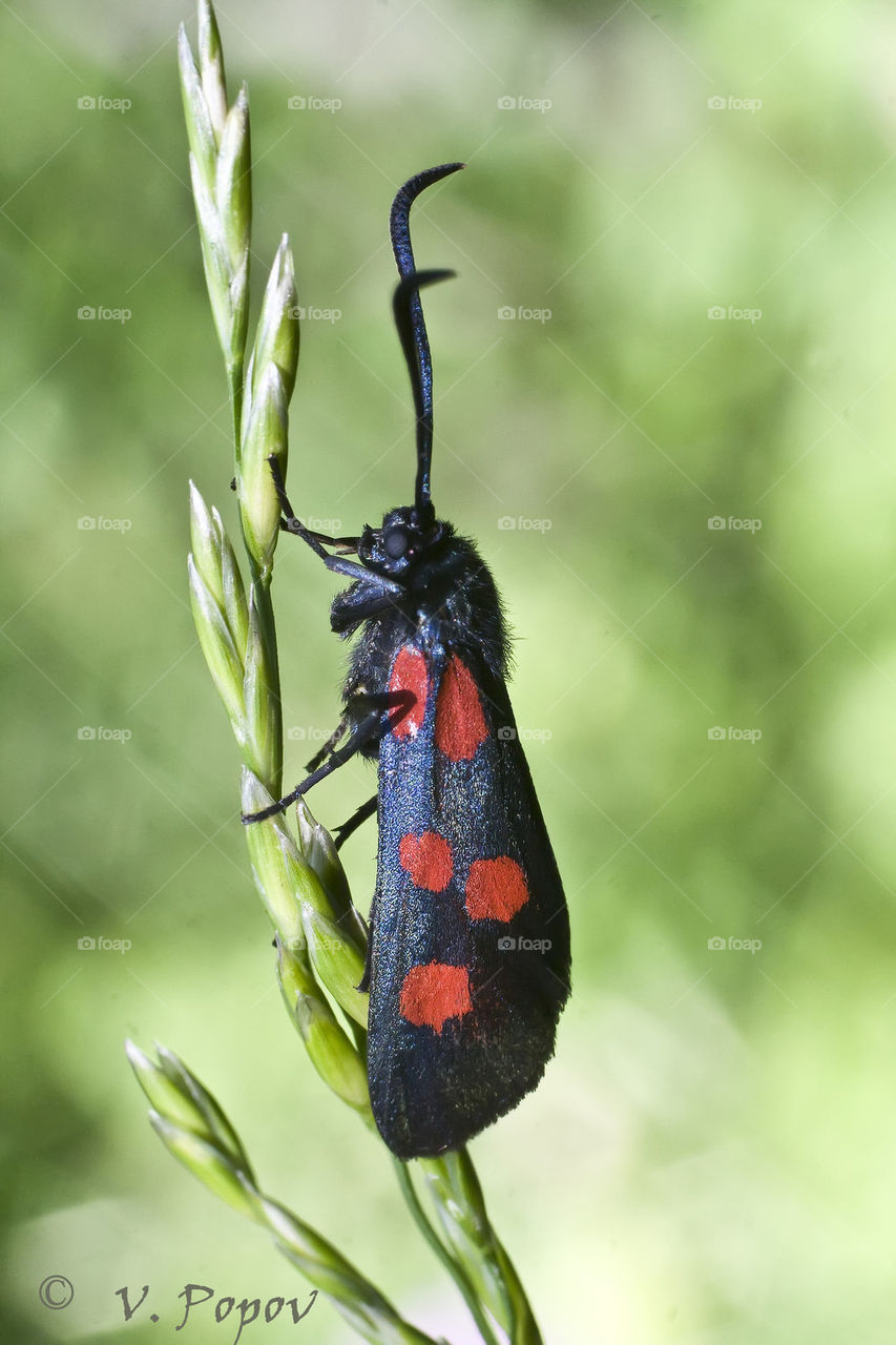 5-spot burnet