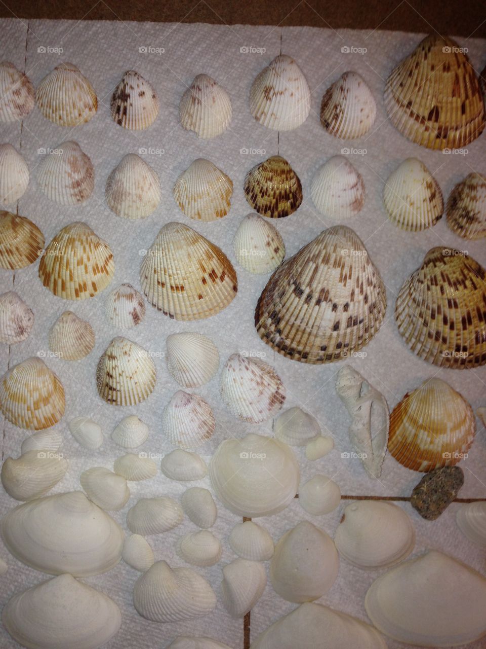 Seashells 