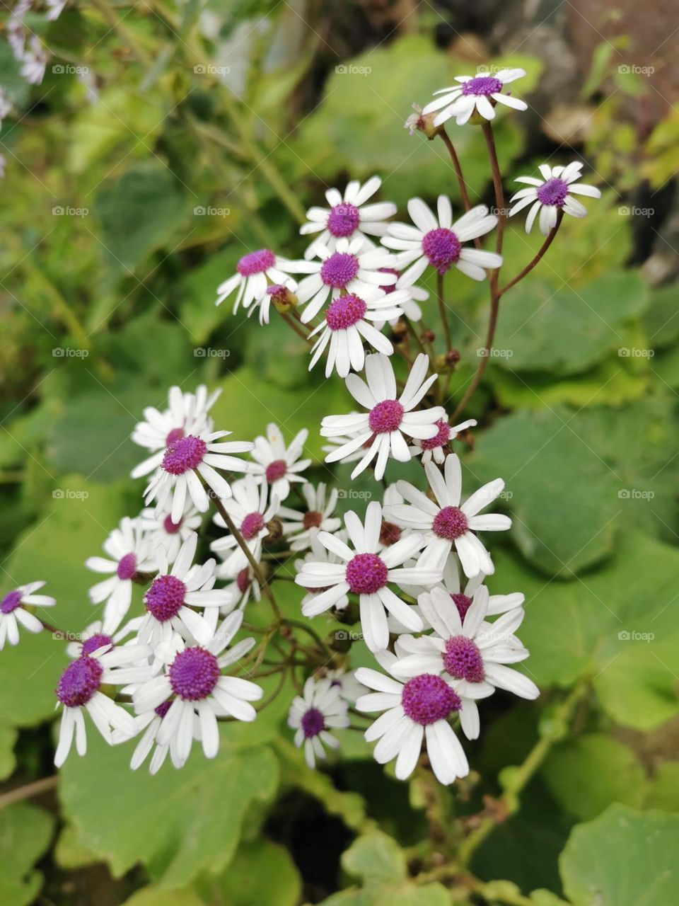 flores blancas y magenta