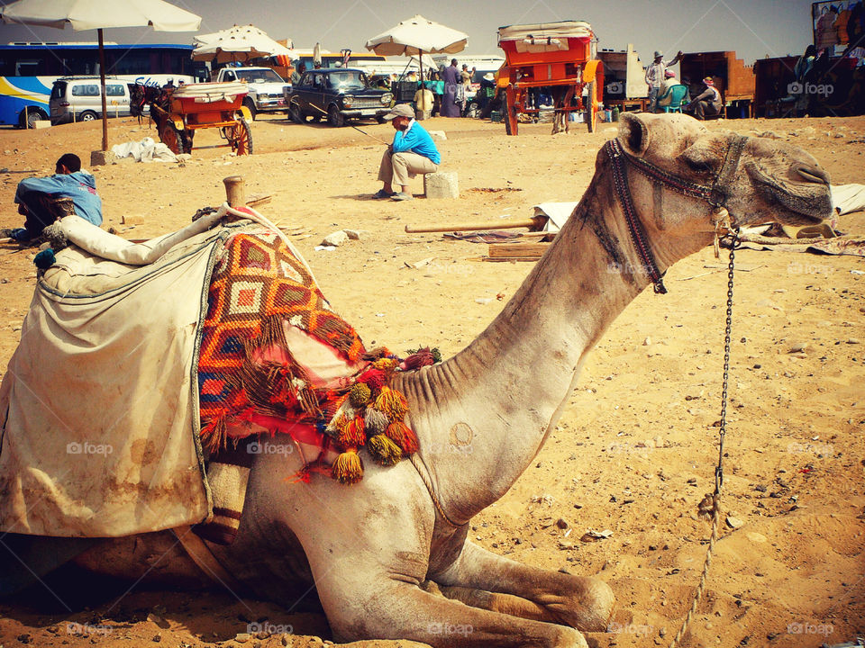 Beautiful Egypt. Camel in Egypt