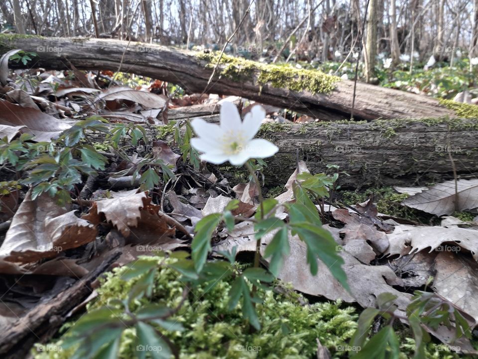 springtime in the wood
