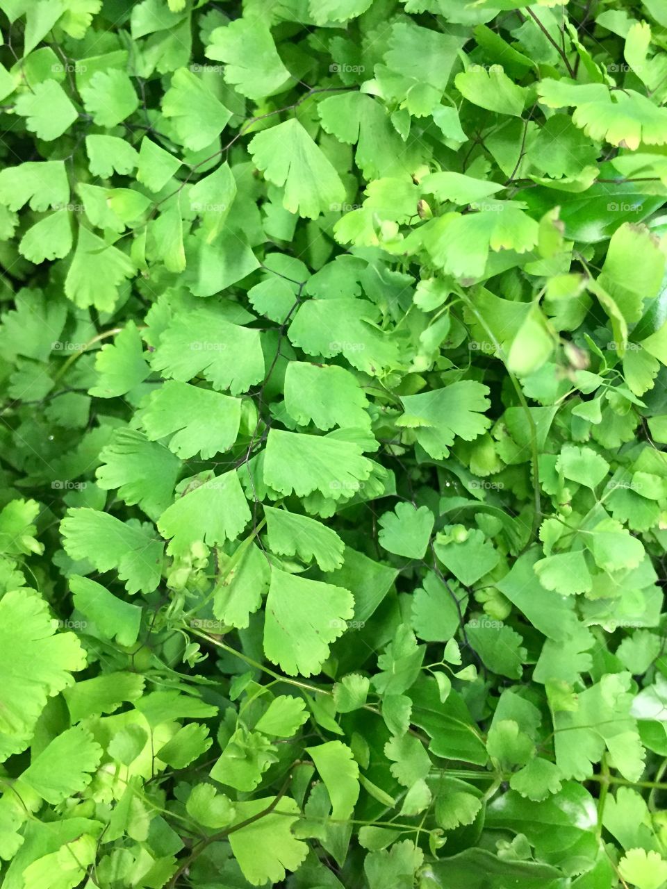 Green foliage 