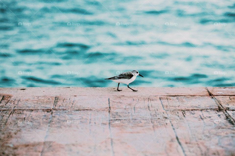 Little bird on a dock in the morning