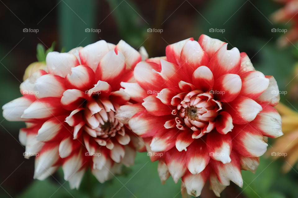 Pair of beautiful flowers