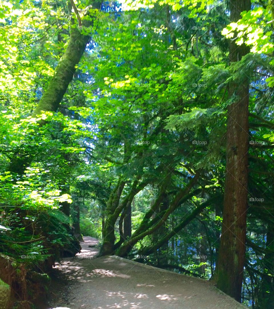Serene hiking trails
