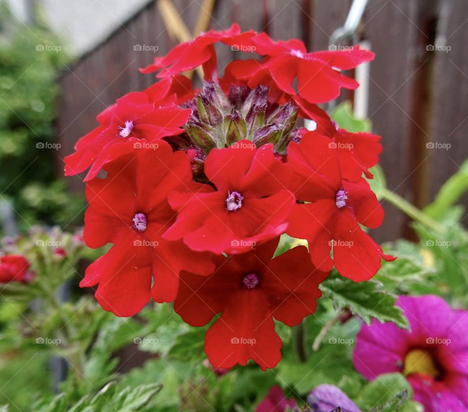 Red blooms