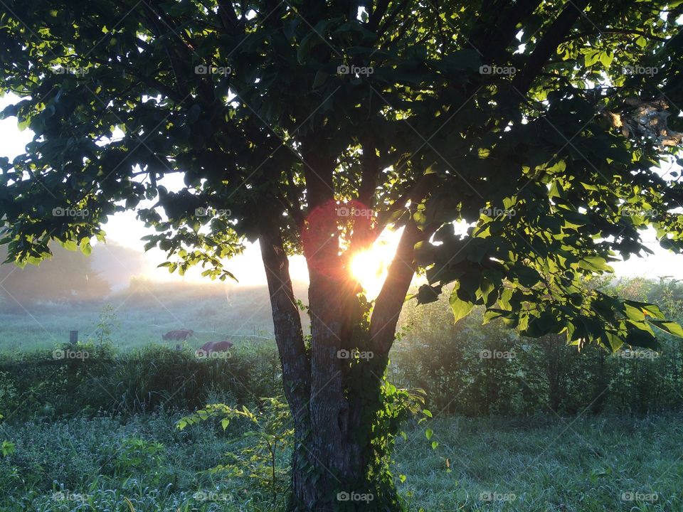 View of tree in forest