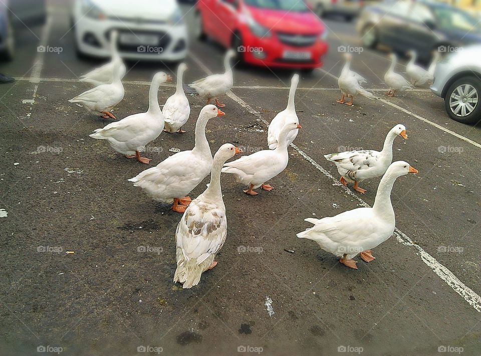 geese in car park