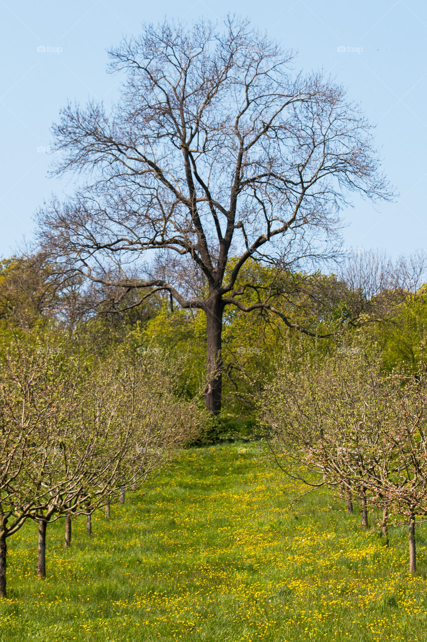 Lone tree in park