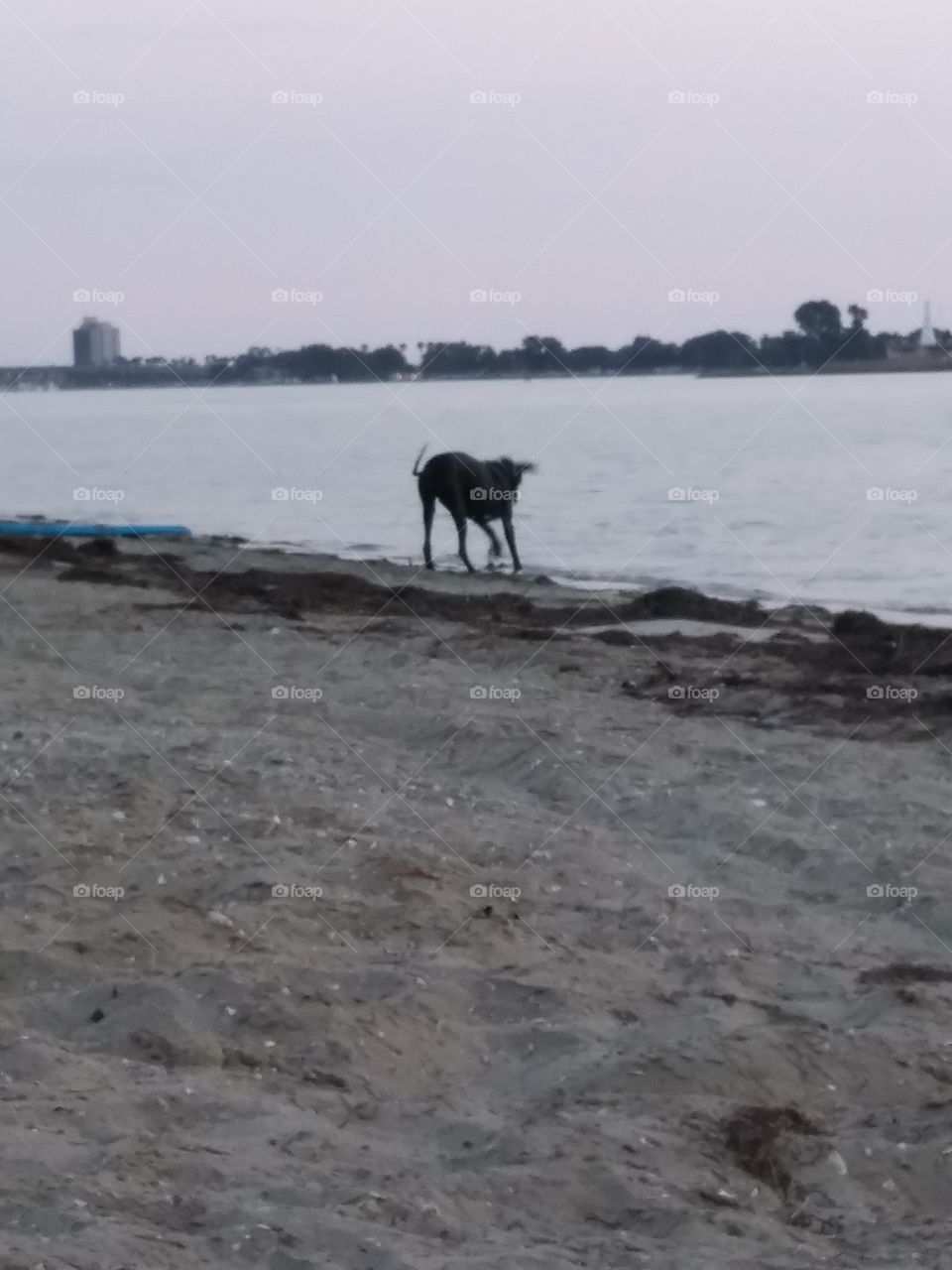 Great Dane playing in the Ocean