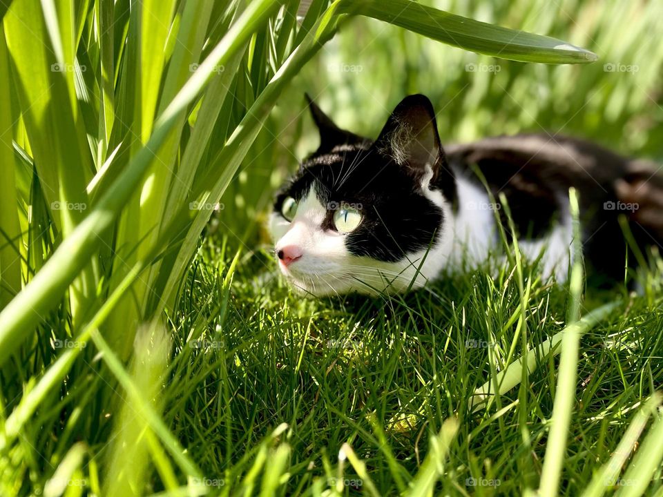 Black and white cat hiding in the grass and daffodils getting ready to pounce. Mischievous kitty