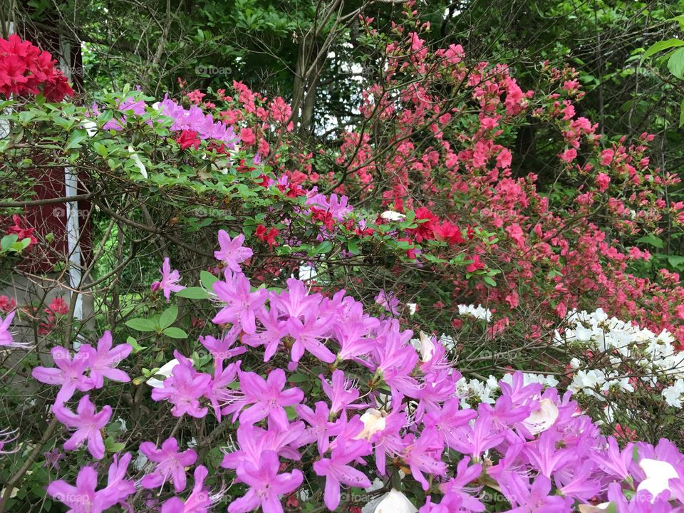 Various colors of azalea
