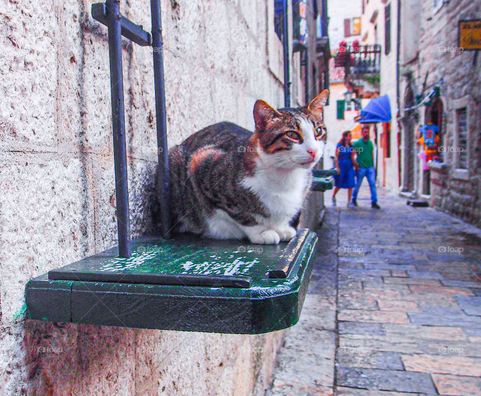 Cat at the store front keeping eyes on the passers by. Common scenarios in Turkey where the felines are being loved by everyone.