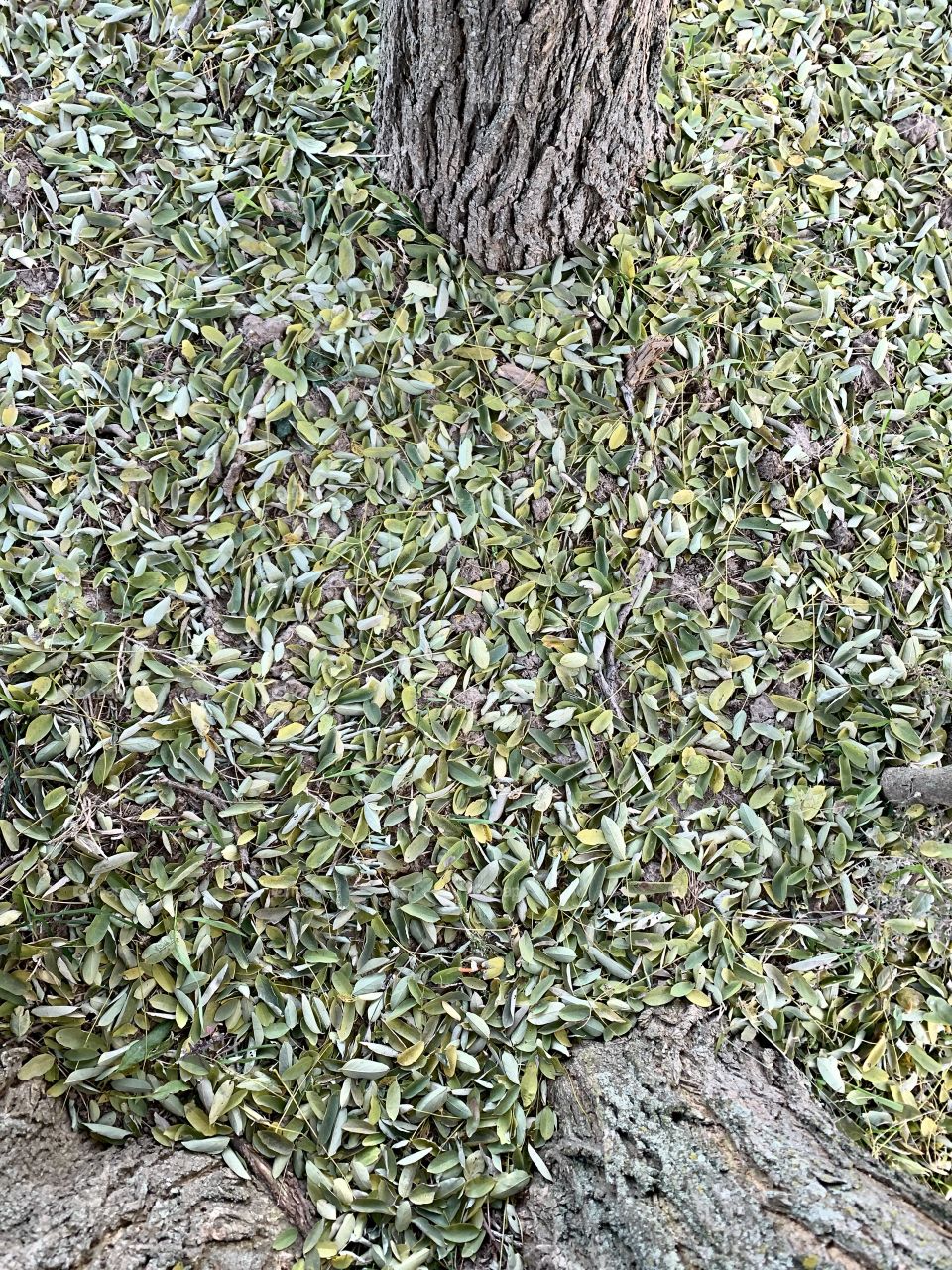 Overhead view of small, green leaves covering the ground at the base of tree trunks