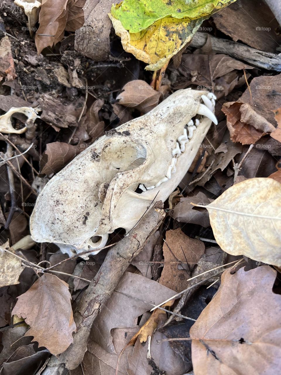 Fox skull
