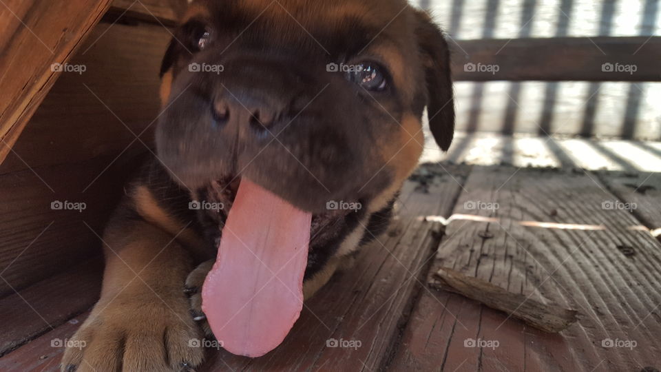 puppy tongue