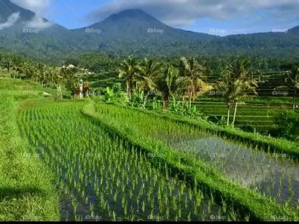 rice fields