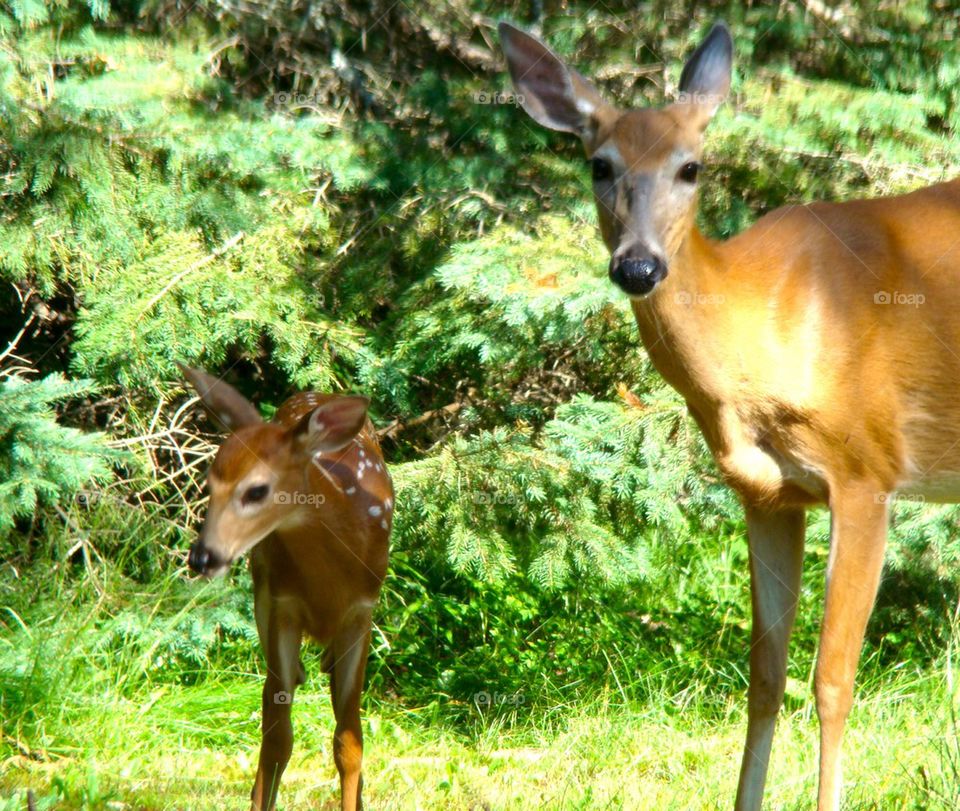 Deer and Fawn