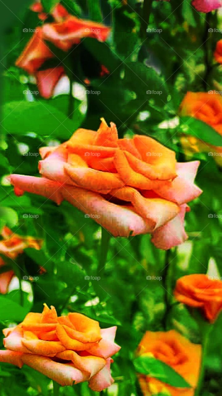 colourful golden rose