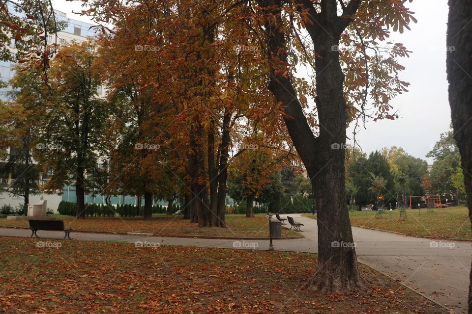Autumn in the park, "Wild chestnut tree", photographed on 10.10.2025.