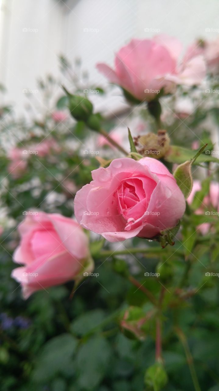 pink rose on the rain
