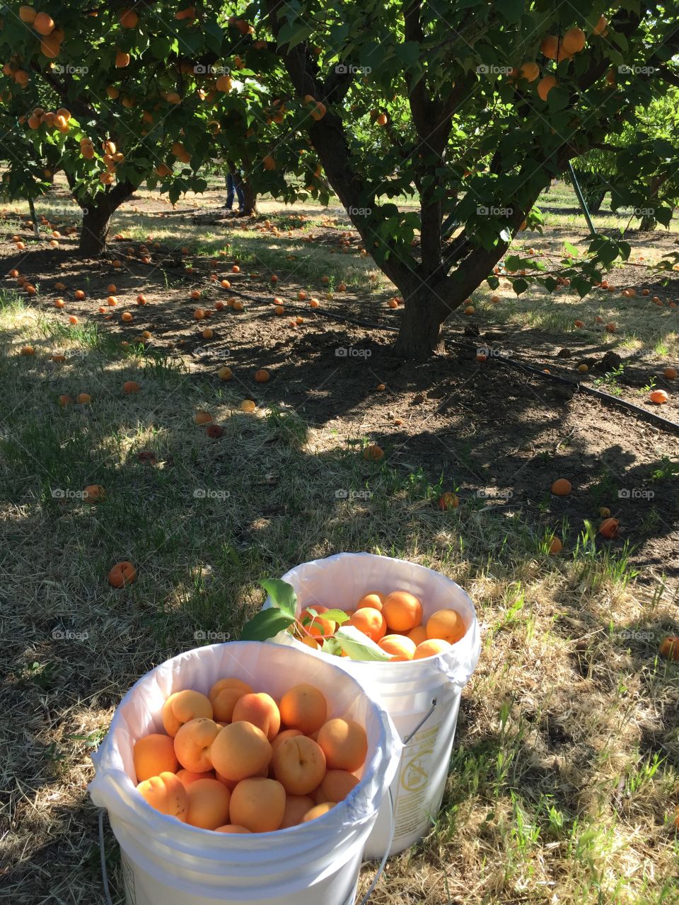 Brentwood, California, Farming, Harvesting, Trees, In a Line, Summer, Summer Afternoon, Orchard, North Bay, CA, Blooming, Fruits, Apricots, Sunny, Harvest Time, Produce, Picking, Nature Produce to be enjoyed, Gathered, Pile, Shade, Bucket of Apricots