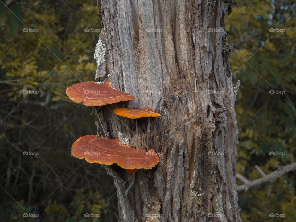 mushroom on the tree