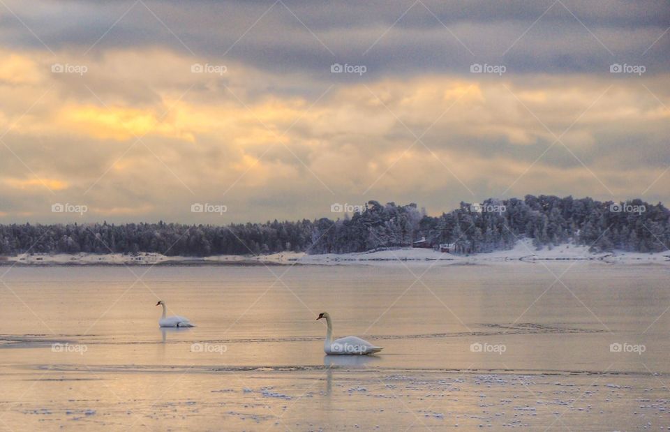 Two swan in lake during winter