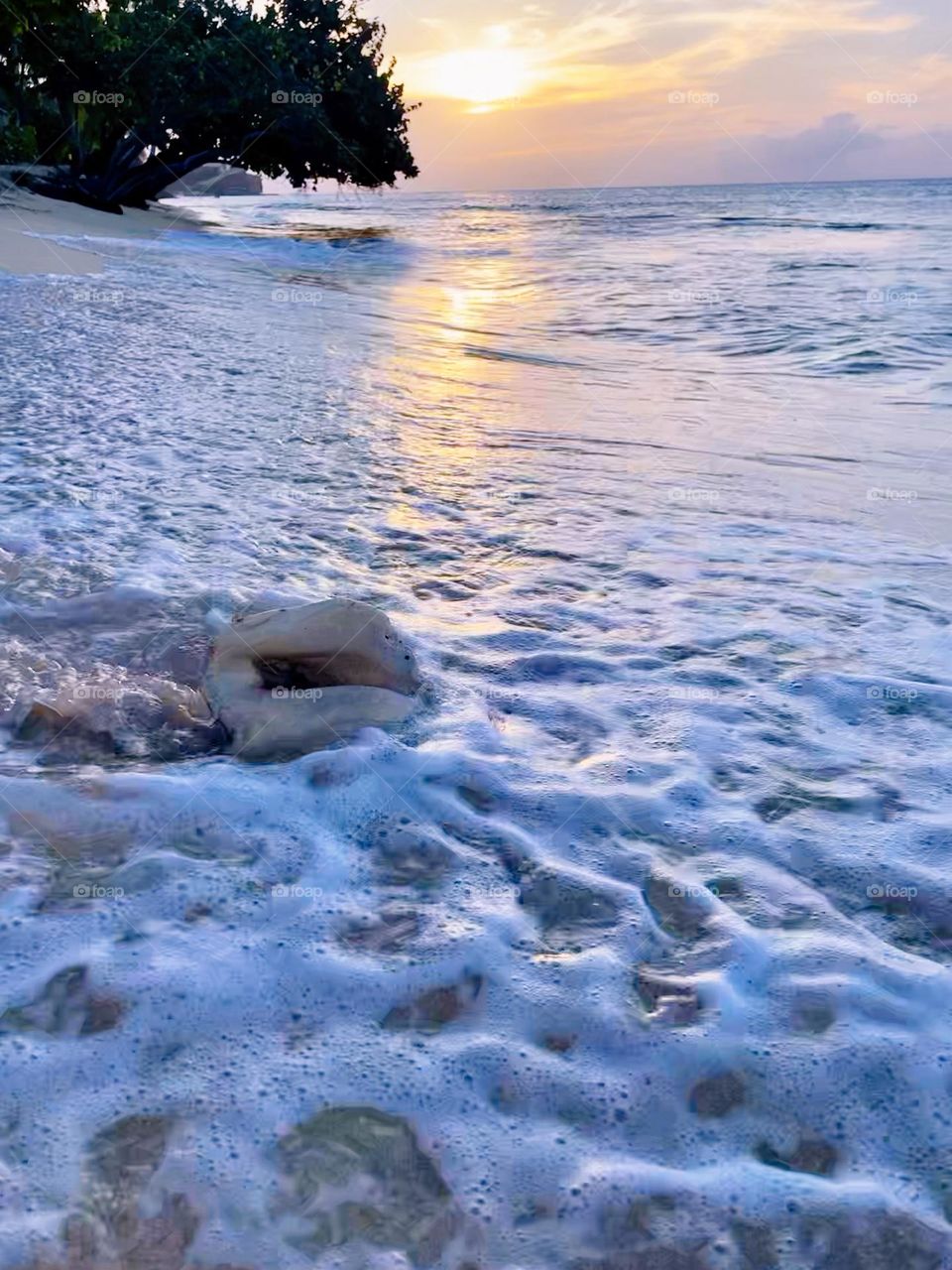 Seashell on the beach sunset