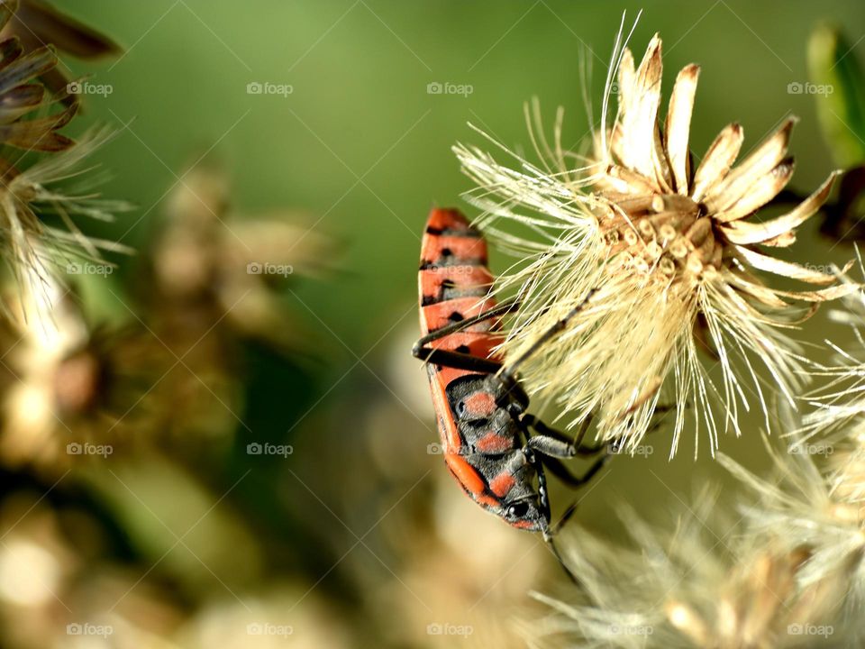 red bug in autumn