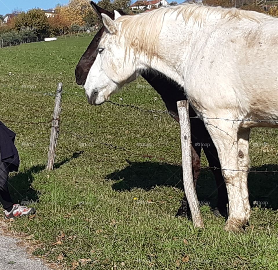 white and brown horses looking at my friend
