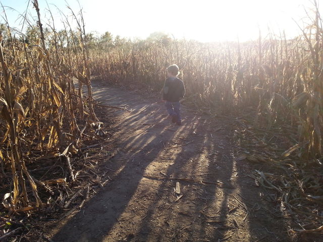 Lost Boy. A boy tries to find his way through a corn maze.