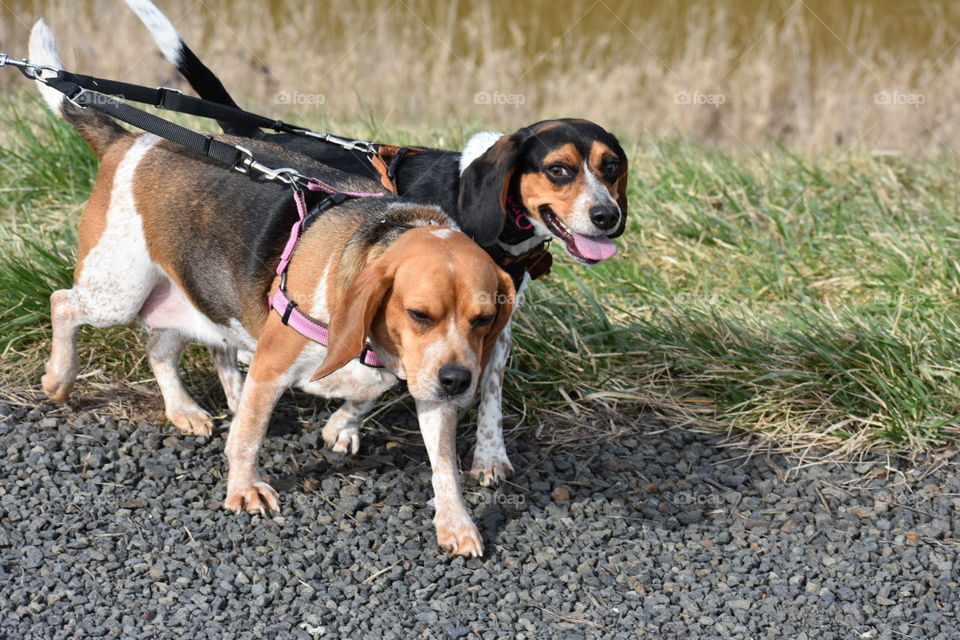 two beagles sisters 