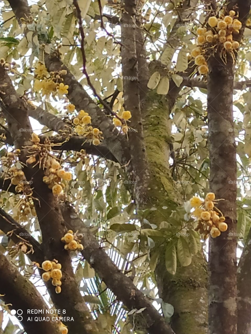 Duriyan tree and flowers