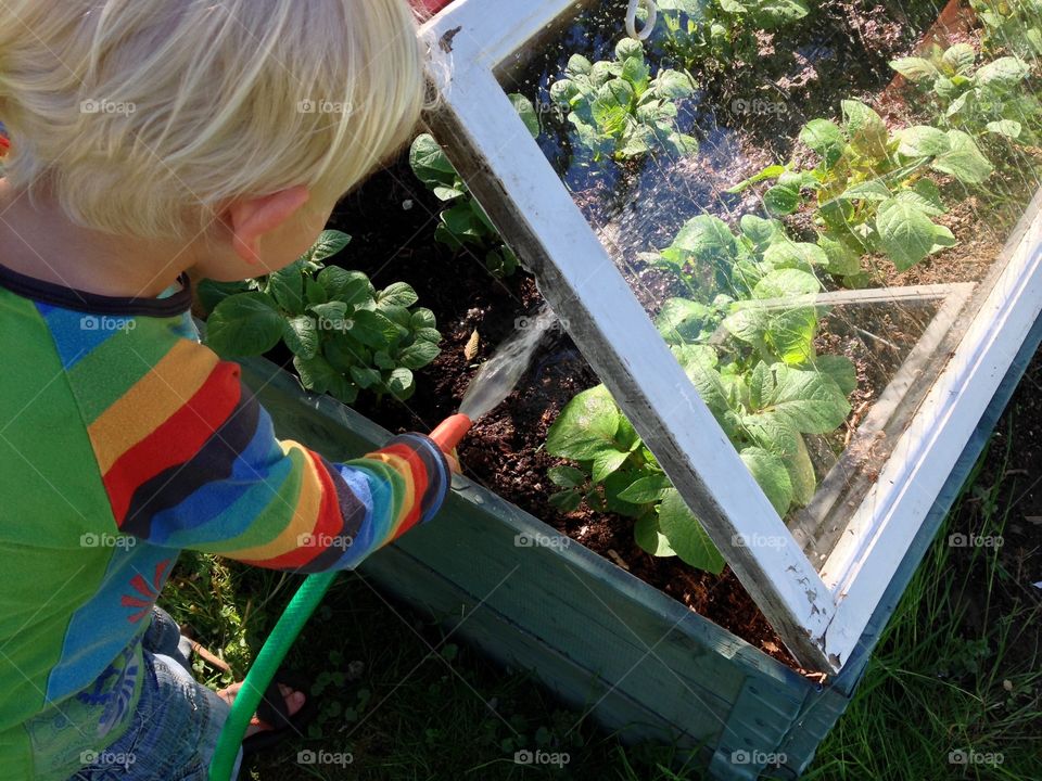 Little boy water potato plant