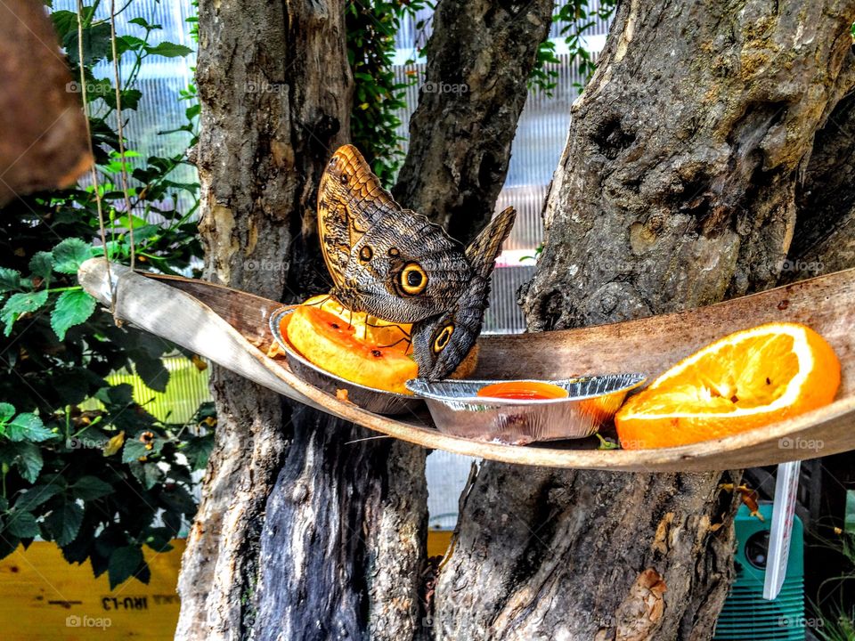 Butterflies with orange slice