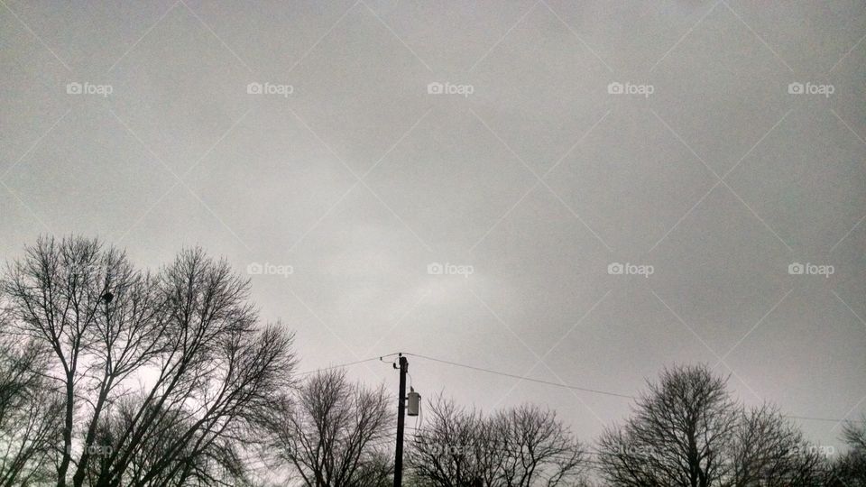 Fog, Landscape, Tree, No Person, Winter