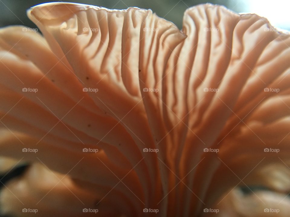 Up close to the gills 