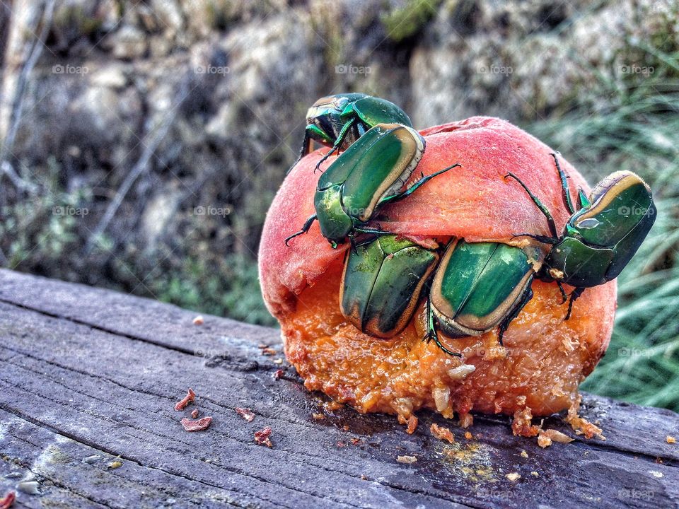 Peach Beetles (aka Junebugs). I put a peach out for the birds, but u guess the June bugs had other plans. :)