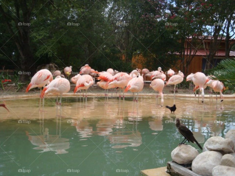 Park with flamingo 