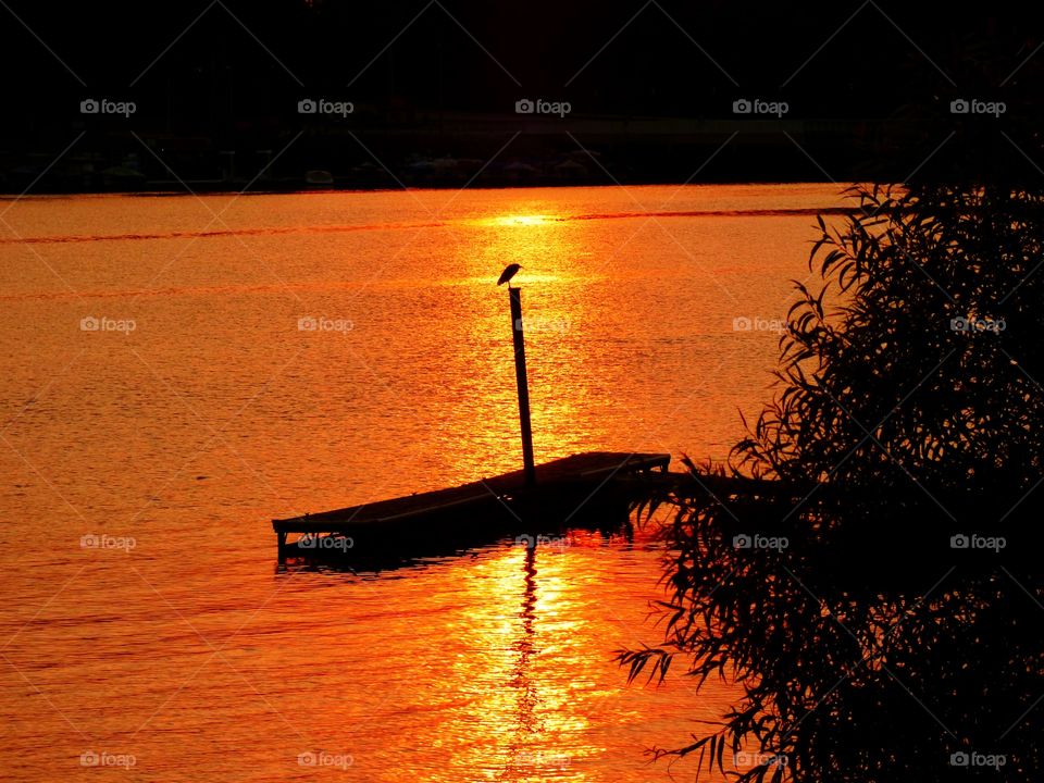 Sunset on the lake and a bird in Indiana 