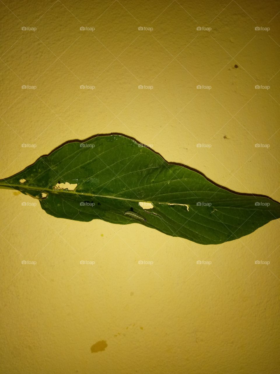 A green leaf that was affected by insect and the is still on the leaf.
