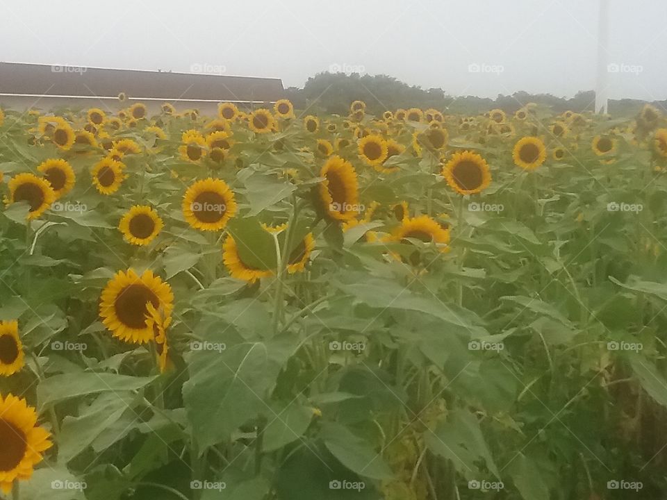 A field of beautiful sunflowers.