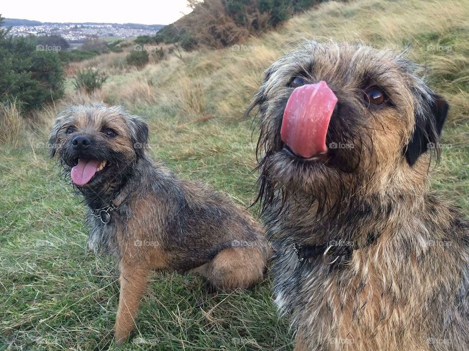 Happy border terriers