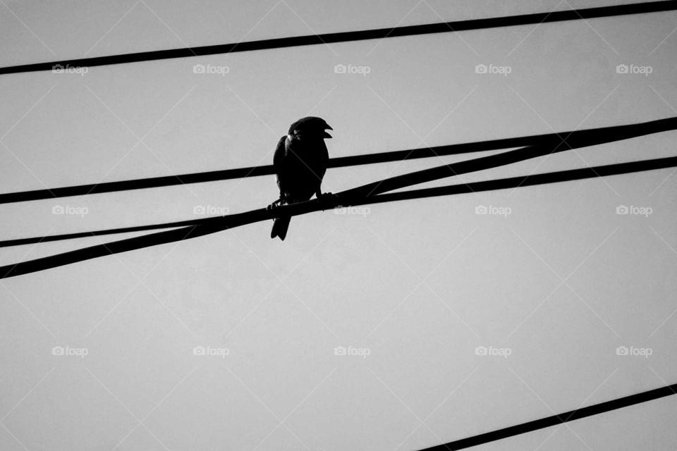 Thailand calls this bird the nok ka jok.