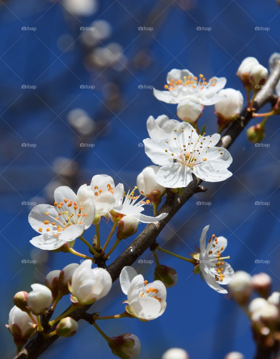 Spring time and flowering branch