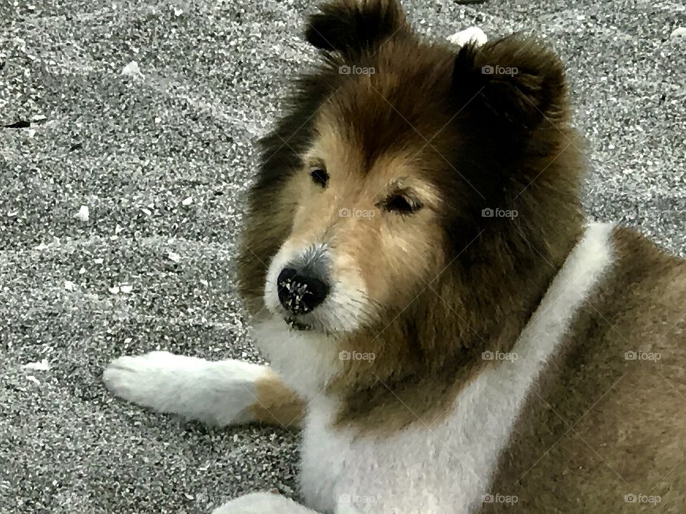 Sweet dog on the beach 