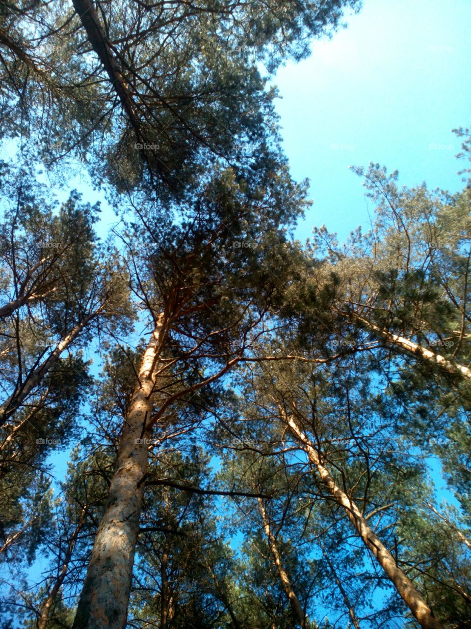 Tree, Wood, Nature, No Person, Branch